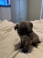 Lala, a female Shih Tzu and Yorkshire Terrier for sale in Fort Worth, TX – 4 of 10
