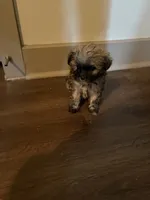 Leigh, a female Yorkipoo and Shih Tzu for sale in Fort Worth, TX – 8 of 10