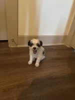 King, a male Yorkipoo and Shih Tzu for sale in Fort Worth, TX – 9 of 10