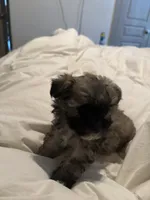 Lala, a female Shih Tzu and Yorkshire Terrier for sale in Fort Worth, TX – 3 of 10