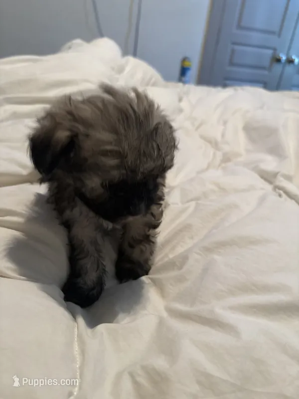 Lala – Shih Tzu, Yorkshire Terrier puppy for sale in Fort Worth, TX