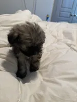 Lala, a female Shih Tzu and Yorkshire Terrier for sale in Fort Worth, TX – 1 of 10