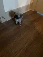 Leigh, a female Yorkipoo and Shih Tzu for sale in Fort Worth, TX – 2 of 10