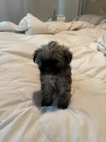 Leigh, a female Yorkipoo and Shih Tzu for sale in Fort Worth, TX – 10 of 10
