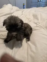 Lala, a female Shih Tzu and Yorkshire Terrier for sale in Fort Worth, TX – 6 of 10