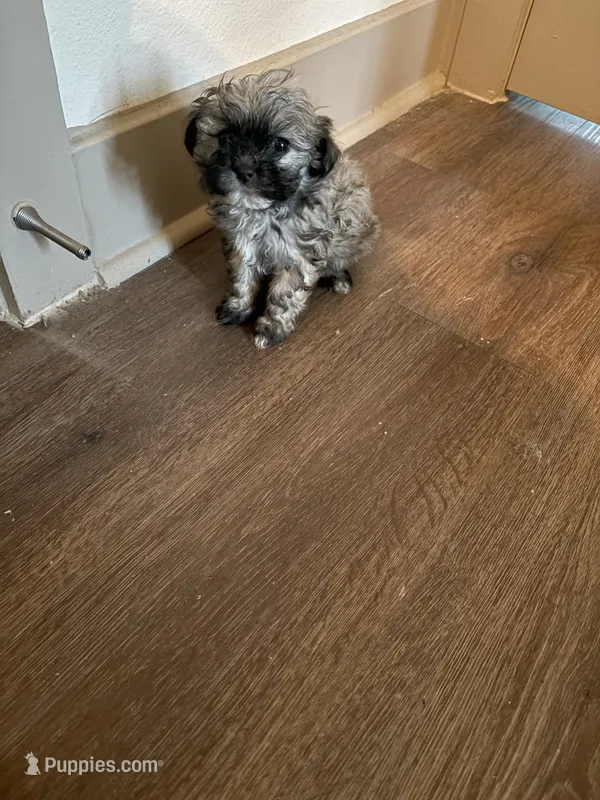 Leigh – Yorkipoo, Shih Tzu puppy for sale in Fort Worth, TX