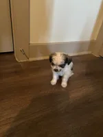 King, a male Yorkipoo and Shih Tzu for sale in Fort Worth, TX – 6 of 10