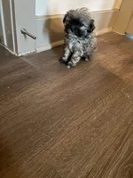 Leigh, a female Yorkipoo and Shih Tzu for sale in Fort Worth, TX – 5 of 10