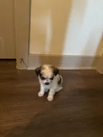 King, a male Yorkipoo and Shih Tzu for sale in Fort Worth, TX – 5 of 10
