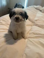 King, a male Yorkipoo and Shih Tzu for sale in Fort Worth, TX – 8 of 10