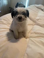 King, a male Yorkipoo and Shih Tzu for sale in Fort Worth, TX – 2 of 10