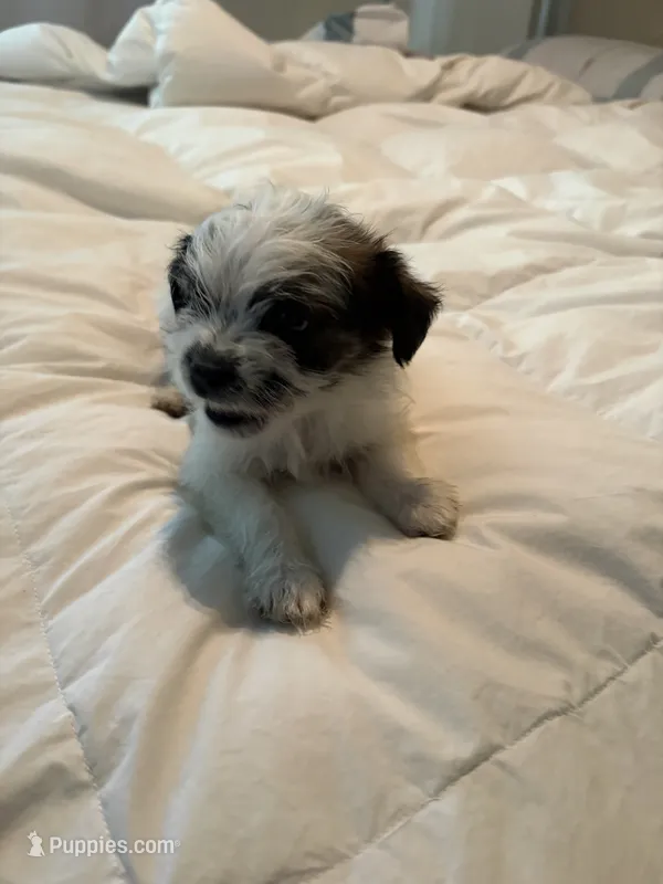 King – Yorkipoo, Shih Tzu puppy for sale in Fort Worth, TX