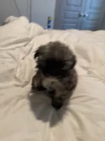 Lala, a female Shih Tzu and Yorkshire Terrier for sale in Fort Worth, TX – 7 of 10