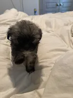 Lala, a female Shih Tzu and Yorkshire Terrier for sale in Fort Worth, TX – 5 of 10