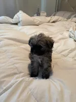 Leigh, a female Yorkipoo and Shih Tzu for sale in Fort Worth, TX – 7 of 10