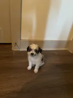King, a male Yorkipoo and Shih Tzu for sale in Fort Worth, TX – 10 of 10