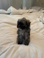 Leigh, a female Yorkipoo and Shih Tzu for sale in Fort Worth, TX – 4 of 10