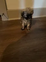 Leigh, a female Yorkipoo and Shih Tzu for sale in Fort Worth, TX – 6 of 10