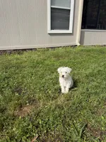 Layla, a female Miniature Schnauzer for sale in Jacksonville, FL – Photo 4 of 7