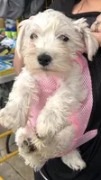 Layla, a female Miniature Schnauzer for sale in Jacksonville, FL – Photo 1 of 7