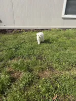 Layla, a female Miniature Schnauzer for sale in Jacksonville, FL – Photo 6 of 7