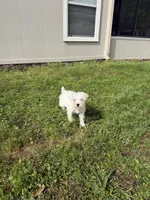 Layla, a female Miniature Schnauzer for sale in Jacksonville, FL – Photo 5 of 7