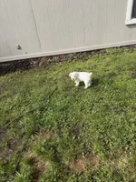 Layla, a female Miniature Schnauzer for sale in Jacksonville, FL – Photo 7 of 7