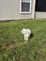Layla, a female Miniature Schnauzer for sale in Jacksonville, FL – Photo 3 of 7