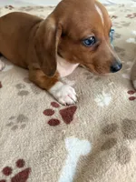 AKC-Mini Red Dapple  SIMON, a male Dachshund for sale in Gordonville, TX – 5 of 5