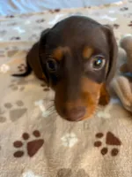CKC REG Chocolate & Tan "REX", a male Miniature Dachshund for sale in Gordonville, TX – 3 of 4