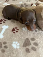 CASSIE, a female Miniature Dachshund for sale in Gordonville, TX – Photo 2 of 2