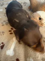CKC REG Chocolate & Tan "REX", a male Miniature Dachshund for sale in Gordonville, TX – 2 of 4