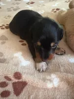 CKC-Mini Tri Long Haired BOOMER, a male Dachshund for sale in Gordonville, TX – Photo 2 of 4