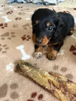 CKC-Mini Tri Long Haired BOOMER, a male Dachshund for sale in Gordonville, TX – Photo 3 of 4