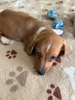 AKC-Mini Red Dapple  SIMON, a male Dachshund for sale in Gordonville, TX – 1 of 5