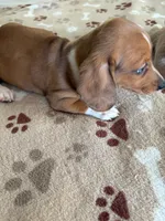 AKC Red Dapple with White SIMON, a male Miniature Dachshund for sale in Gordonville, TX – 3 of 5