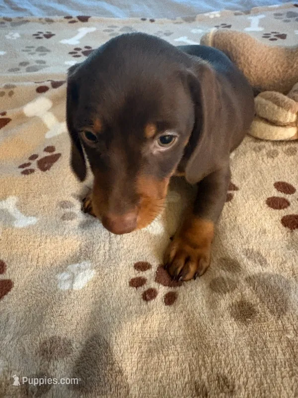 CKC REG Chocolate & Tan "JAX" – Miniature Dachshund puppy for sale in Gordonville, TX