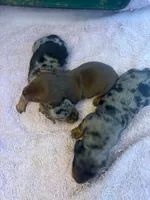 MINI DACHSHUND, a male Miniature Dachshund for sale in Gordonville, TX – Photo 2 of 3