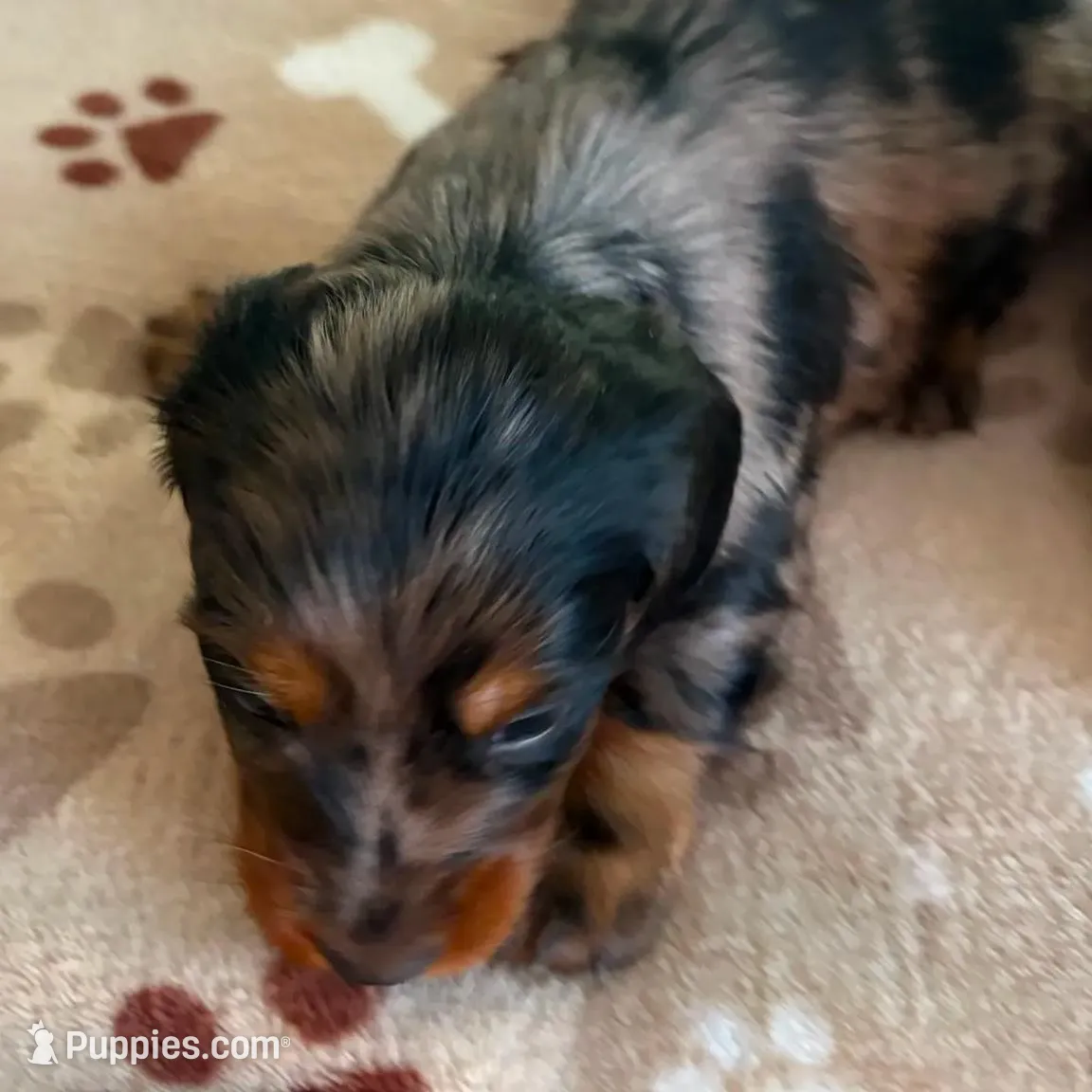 CKC-SPARKY Silver Dapple, a male Miniature Dachshund for sale in Gordonville, TX – Photo 2 of 4