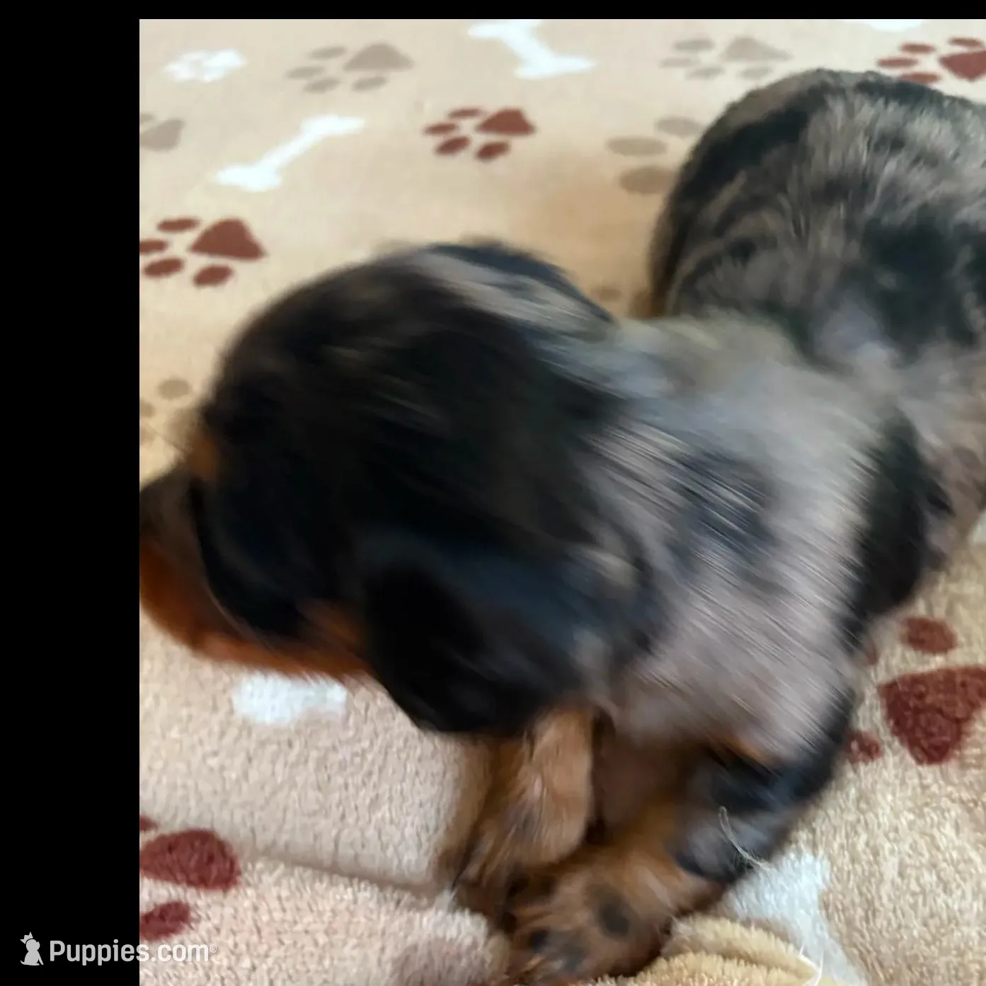 CKC-SPARKY Silver Dapple, a male Miniature Dachshund for sale in Gordonville, TX – Photo 3 of 4