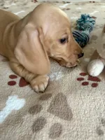 Miniature Dachshund BERNIE , a male Dachshund for sale in Gordonville, TX – 2 of 4