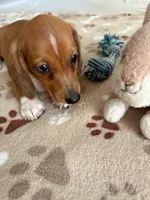 AKC Red Dapple with White SIMON, a male Miniature Dachshund for sale in Gordonville, TX – 5 of 5