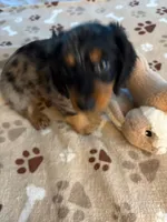 CKC REG SILVER DAPPLE "JET", a male Miniature Dachshund for sale in Gordonville, TX – 2 of 4