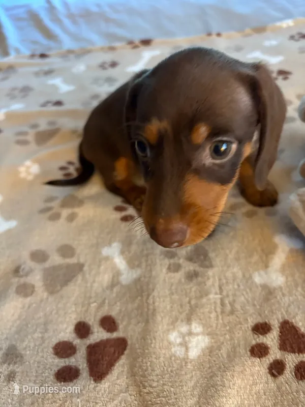 CKC REG Chocolate & Tan "REX" – Miniature Dachshund puppy for sale in Gordonville, TX