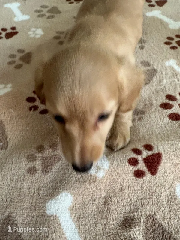 AKC-GOLDIE CREAM LONG HAIRED – Miniature Dachshund puppy for sale in Gordonville, TX