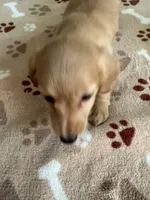AKC-GOLDIE CREAM LONG HAIRED, a female Miniature Dachshund for sale in Gordonville, TX – 1 of 4