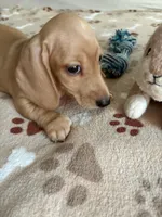 Miniature Dachshund BERNIE , a male Dachshund for sale in Gordonville, TX – 4 of 4