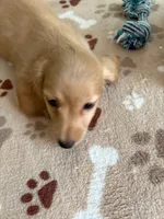 AKC-GOLDIE CREAM LONG HAIRED, a female Miniature Dachshund for sale in Gordonville, TX – 4 of 4