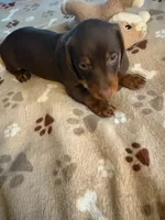 CKC REG Chocolate & Tan "JAX", a male Miniature Dachshund for sale in Gordonville, TX – 3 of 4