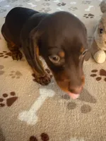 CKC REG Chocolate & Tan "JAX", a male Miniature Dachshund for sale in Gordonville, TX – 4 of 4